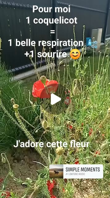 Publication Instagram : Quand je bois en coquelicot, je respire profondément